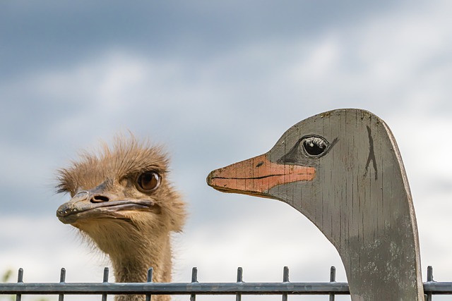 ostrich-4243189_640