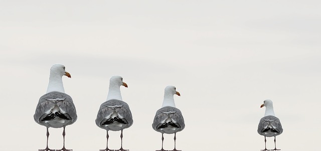 seagulls-2662550_640